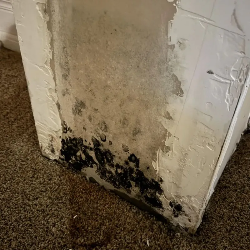 Professional Mold Removal in Glen Ellyn, IL
